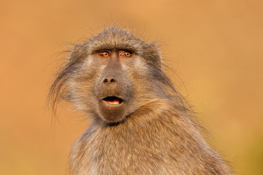 Portrait of a chacma baboon (Papio ursinus) in natural habitat, South Africa