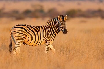 Fototapeta premium A plains zebra (Equus burchelli) walking in late afternoon light, Mokala National Park, South Africa