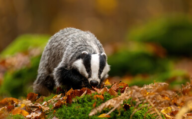 Badger close up ( Meles meles ) © Piotr Krzeslak