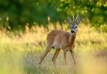 Roe deer male ( Capreolus capreolus ) © Piotr Krzeslak