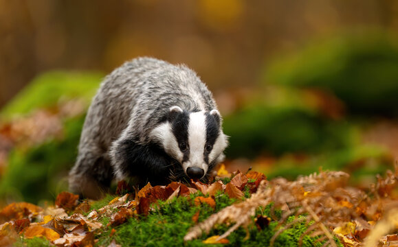 Badger close up ( Meles meles )