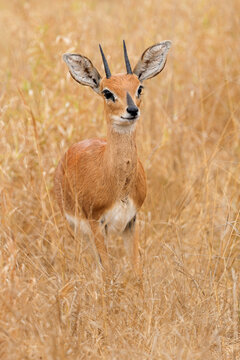 A male steenbok antelope (Raphicerus campestris) standing in tall grass, Kruger National Park, South Africa