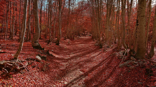 Road through a autumn beech forest covered with red fallen leaves