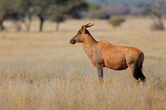 A rare tsessebe antelope (Damaliscus lunatus) standing in natural habitat, Mokala National Park, South Africa