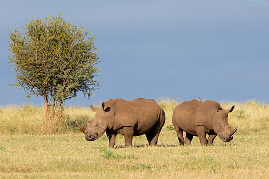 A pair of endangered white rhinos (Ceratotherium simum) standing in natural habitat, South Africa