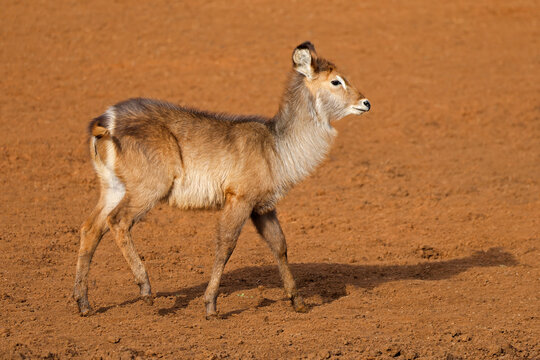 A young waterbuck calf (Kobus ellipsiprymnus) walking in natural habitat, Mokala National Park, South Africa