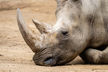 Close-Up Portrait of a White Rhinoceros Resting © Andreas