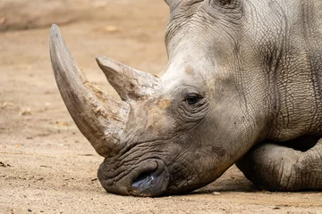 Close-Up Portrait of a White Rhinoceros Resting © Andreas