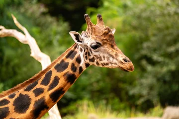 Giraffe Portrait Against a Soft Green Background © Andreas