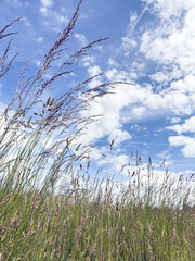 Obraz premium Vertical shot looking upwards at grasses with seed heads and hay fever causing pollen in a field with bright blue sky