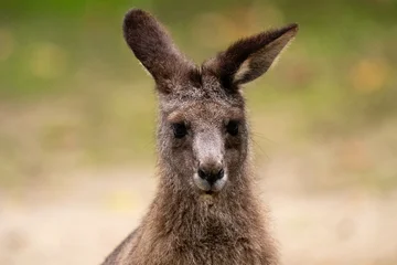 Kangaroo Portrait Looking Directly at the Camera © Andreas