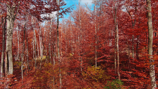 Landscape of autumn beech forest with red foliage and blue sky