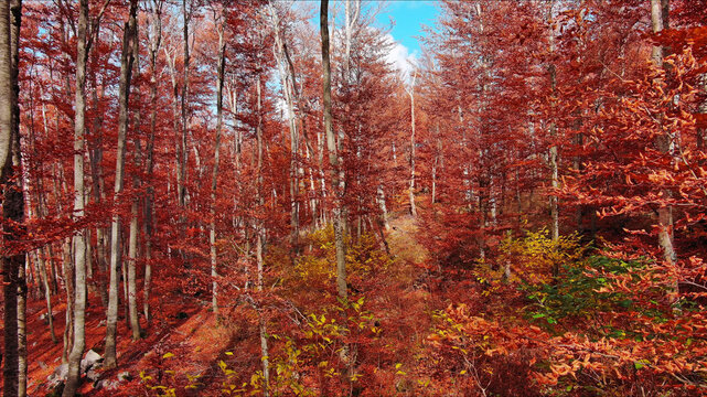 Landscape of autumn beech forest with red foliage
