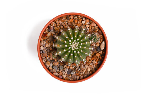Top view of small 'Echinopsis Hybrid' cactus plant in flower pot on white background