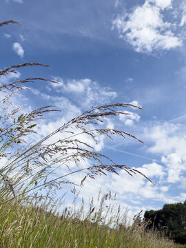 vertical shot horizon offset different grass species with seed heads and hayfever causing pollen in a field with blue sky and white clouds
