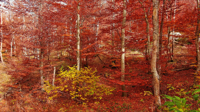 Landscape of autumn beech forest with red foliage
