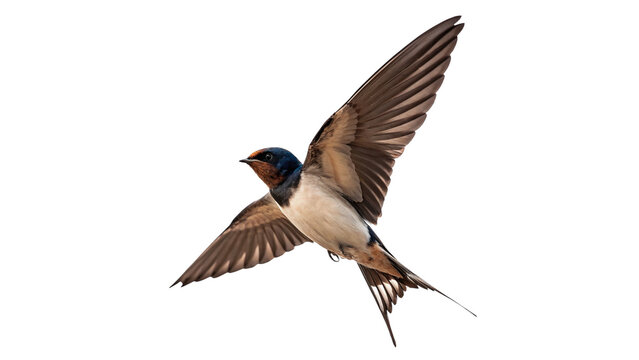 Small swift swallow bird flying in the air isolated on transparent background.