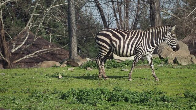 Two zebras grazing on green grass in zoo enclosure with trees and rocks in the background.