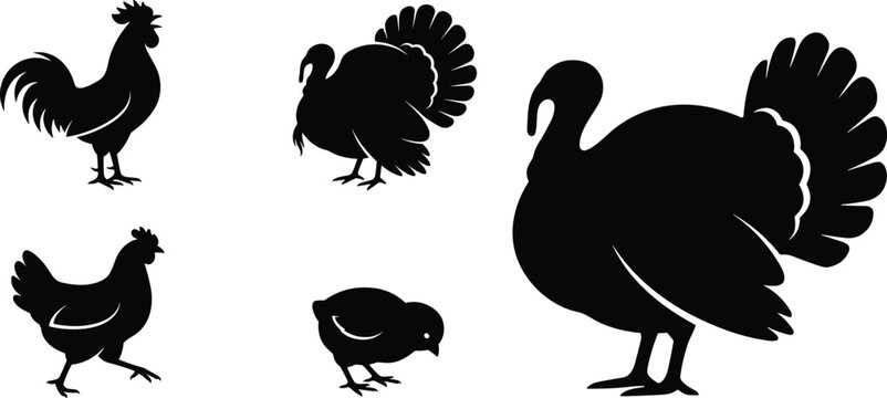 Farm poultry and turkey silhouettes, minimalist black vector illustration featuring rooster, hen, chick, and gobbler