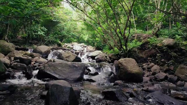 Beautiful Rocky Stream Surrounded by Lush Green Forest