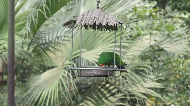 Eclectus parrot feeding in hanging birdhouse with green tropical palm trees in background.