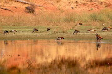 Flock of Egyptian geese feeding at the edge of Lake Kariba © gareth