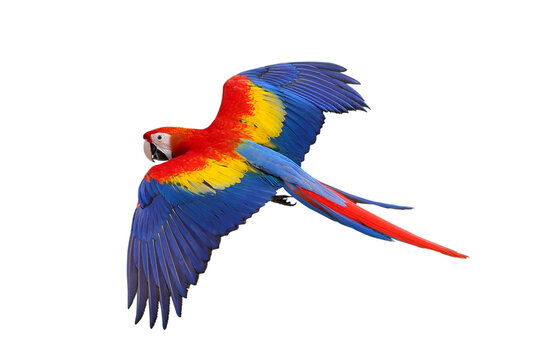 Colorful flying Scarlet Macaw parrot isolated on transparent background png file