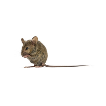 Small field mouse sitting isolated on transparent background