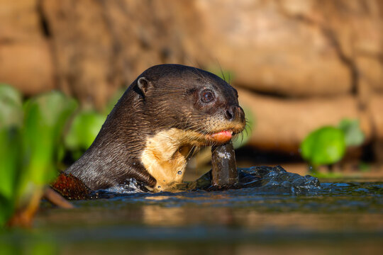 Giant Otter - Pteronura brasiliensis, large fresh water carnivore from South American rivers, Pantanal, Brazil.