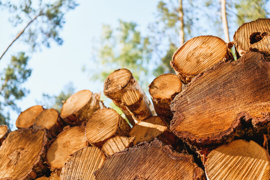 Stacked firewood logs in a rustic setting