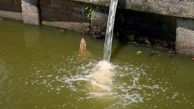 Asian water monitor swimming in murky canal water Bangkok Thailand