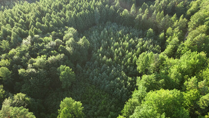 Aerial top down perspective of forestry restoration and young saplings © AlexGo