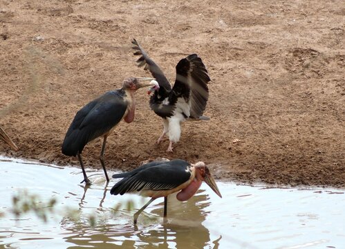 Marabou stork and white-headed vulture squabbling over food
