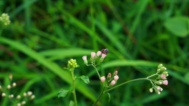 Honey bee collecting pollen and nectar from small purple grass flower in 4K