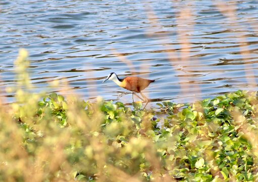 African jacana walking on water hyacinth at the lake's edge