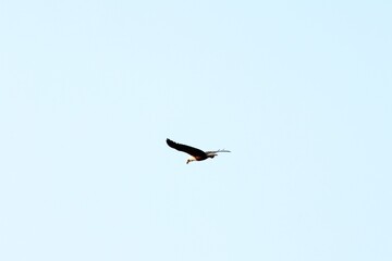 Fototapeta premium African fish eagle gliding across a clear blue sky