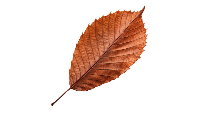 Beautiful vibrant brown autumn elm tree leaf foliage isolated on transparent background.