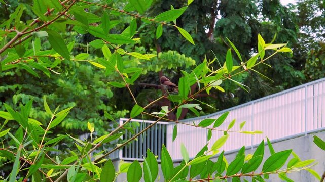 Small tailorbird perched on a swaying branch preening its feathers in 4K