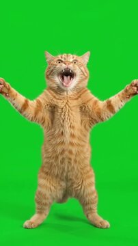 Funny Cat Standing on Two Legs Screaming and Dancing Meme Animation on Green Screen Background