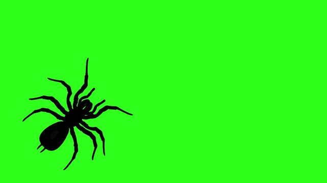A swarm of silhouetted spiders crawling and moving across a vibrant green screen background, creating a creepy and dynamic Halloween visual effect.