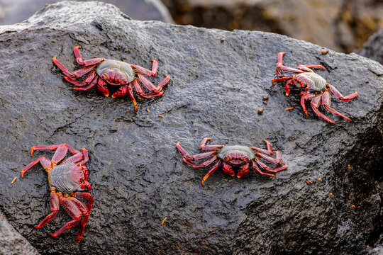 West African lightfoot crabs (Grapsus adscensionis) on black rocks at the beach of Playa de La Salemera on La Palma, Canary Islands, Spain.