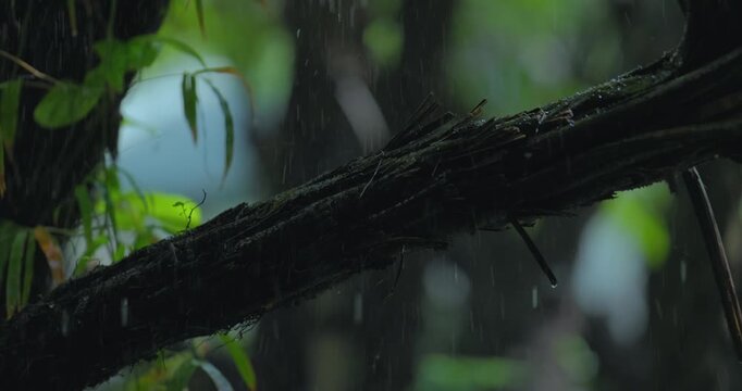 Rain Falling on a Dark Textured Tree Branch Close-Up