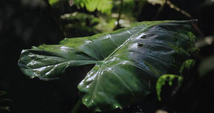 Large Green Tropical Leaf in Rain Close-Up