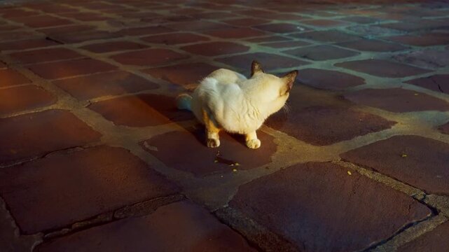 Cautious cat eating its food and looking around in 4K