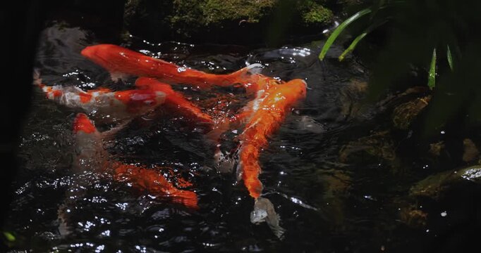 Orange Koi Fish Swimming in Dark Rippling Water Top View