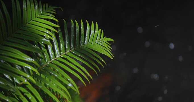 Green Cycad Leaves with Water Droplets Close-Up