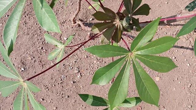 Top view of cassava plant leaves growing in dry ground garden under sunlight