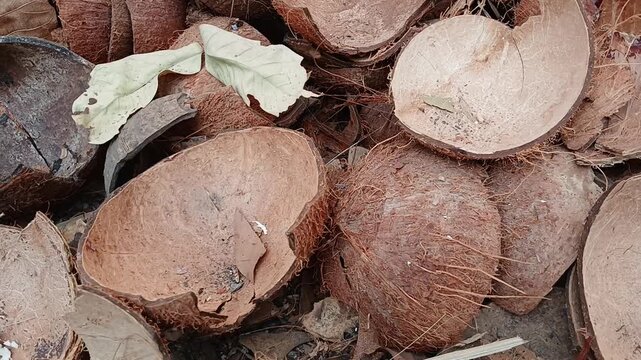 Pile of dry coconut shells, raw natural material for charcoal or handicrafts