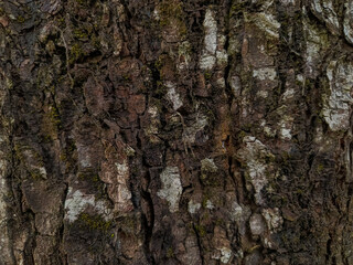 Detailed close-up of rugged tree bark covered with moss and lichen, featuring rich brown textures, cracks, and natural patterns ideal for nature backgrounds. © Ilhammilala