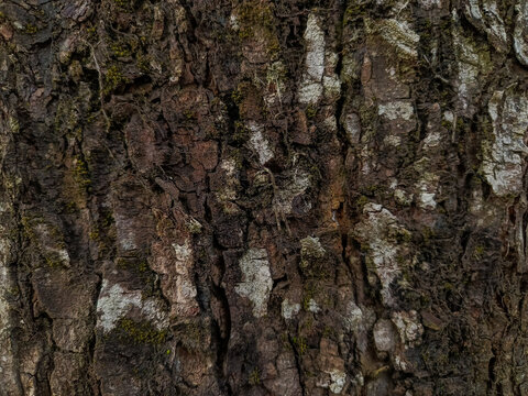 Detailed close-up of rugged tree bark covered with moss and lichen, featuring rich brown textures, cracks, and natural patterns ideal for nature backgrounds.